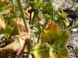 Pelargonium elongatum leaves